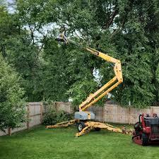 Professional Tree Care Services in Terrell Hills, TX