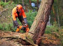 How Our Tree Care Process Works  in  Terrell Hills, TX